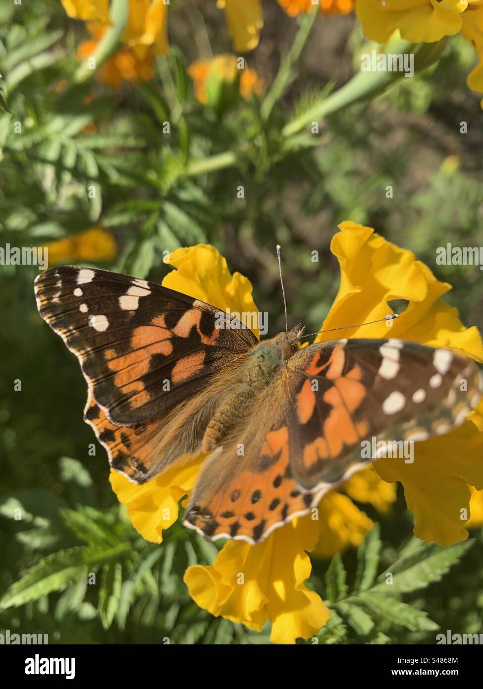 Monarch on yellow flower Stock Photo