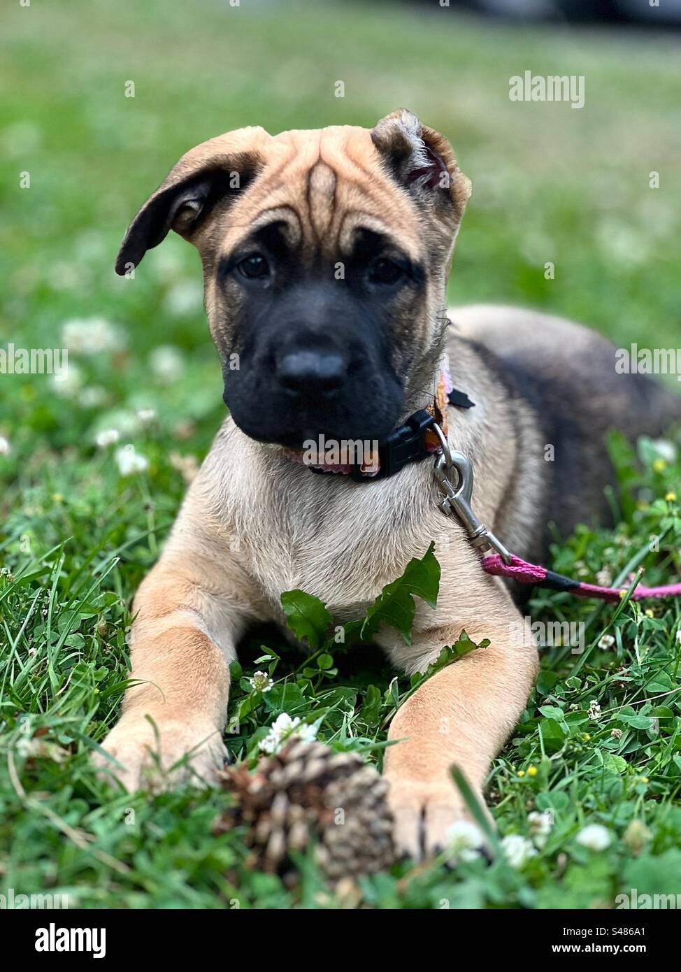 Female Mastiff puppy laying on grass, looking at camera Stock Photo Alamy