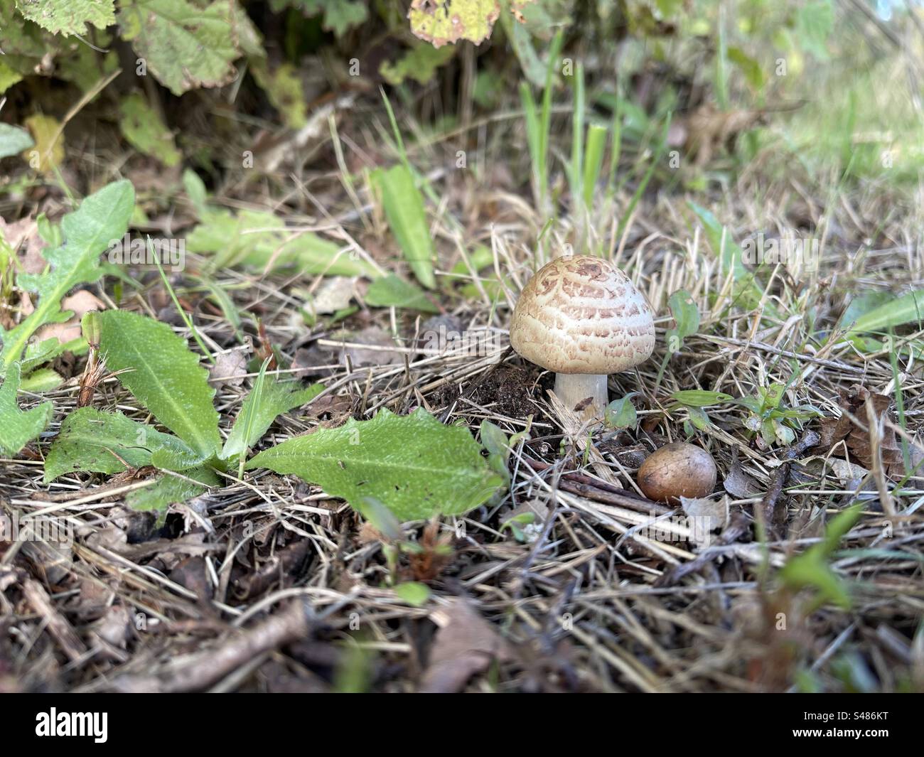 Two little mushrooms in the grass Stock Photo