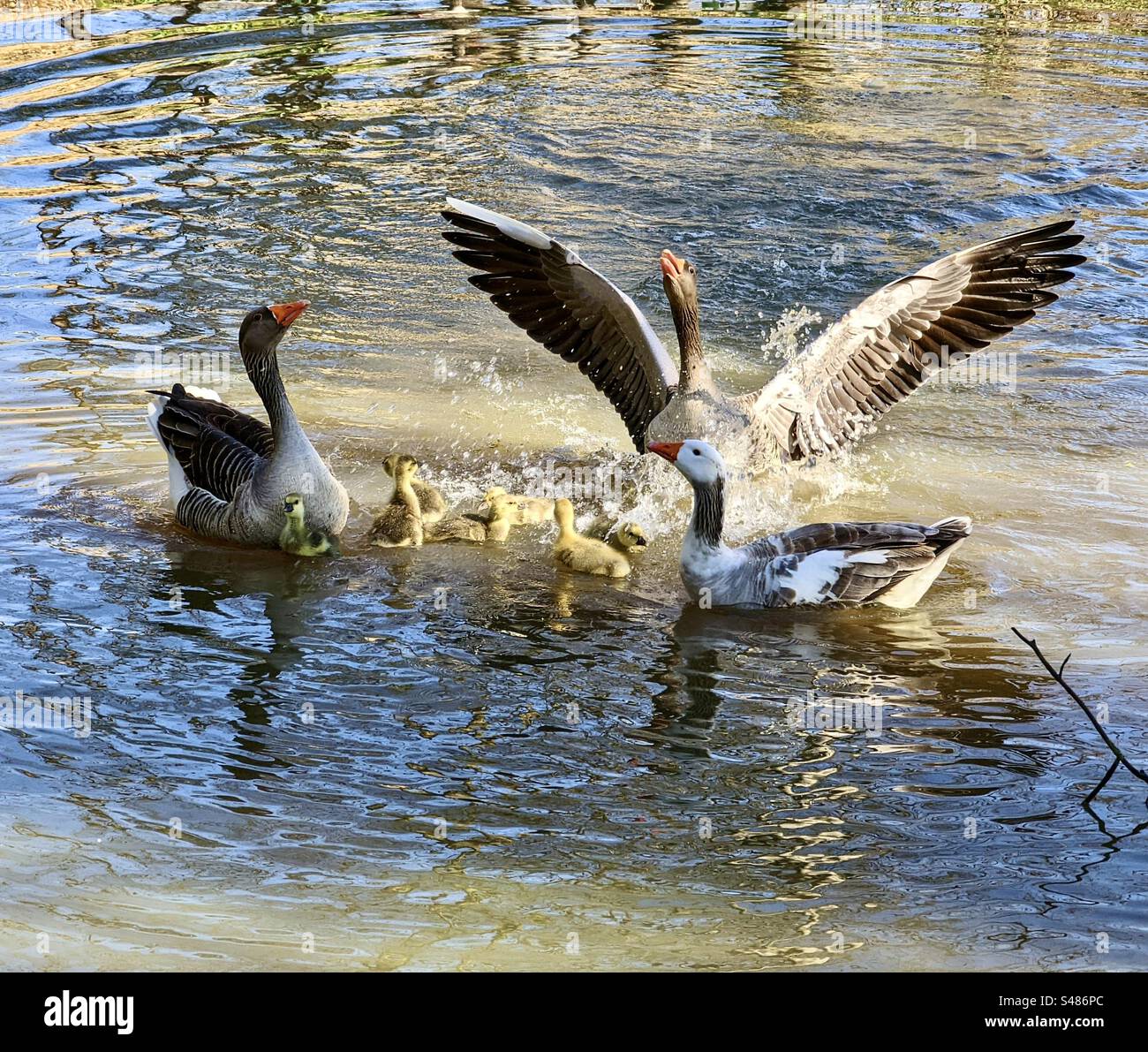 Geese and goslings one goose landing in the water with spread wings