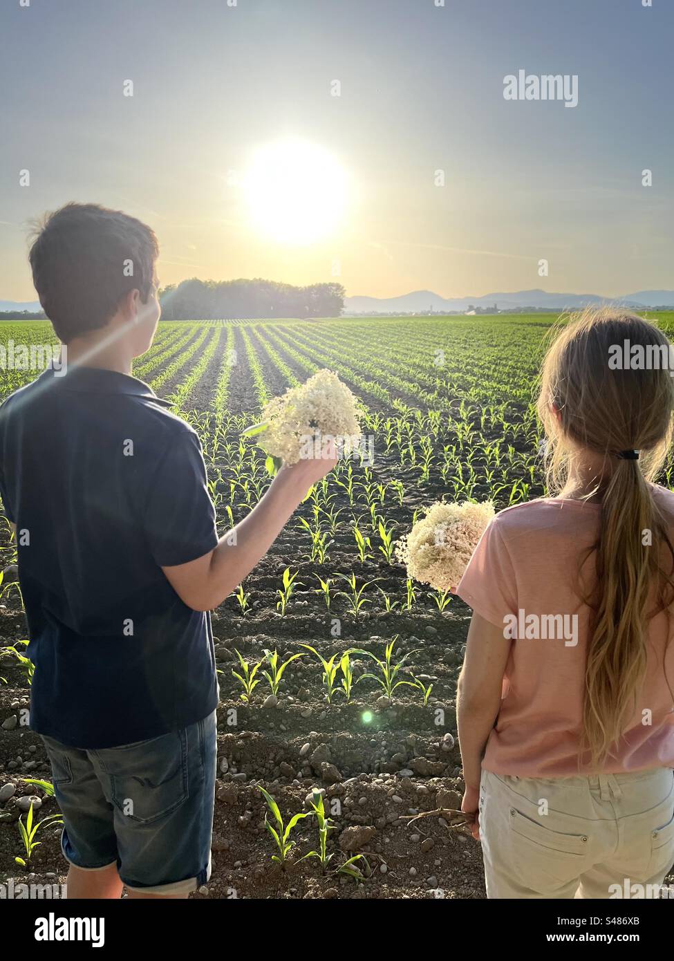 Two children (one a boy, the other a girl) look out over a field in springtime. The sun is strangely white. They hold elderflowers in their hands. Stock Photo