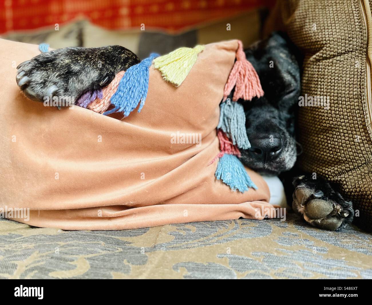 Sleeping English Bullmastiff cross Labrador. Stock Photo