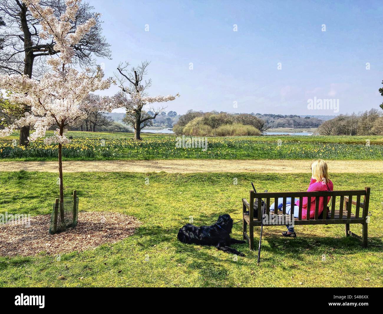 Woman and dog enjoying the view of daffodil meadow in front of Beaulieu river at Exbury Gardens in the New Forest National Park Stock Photo