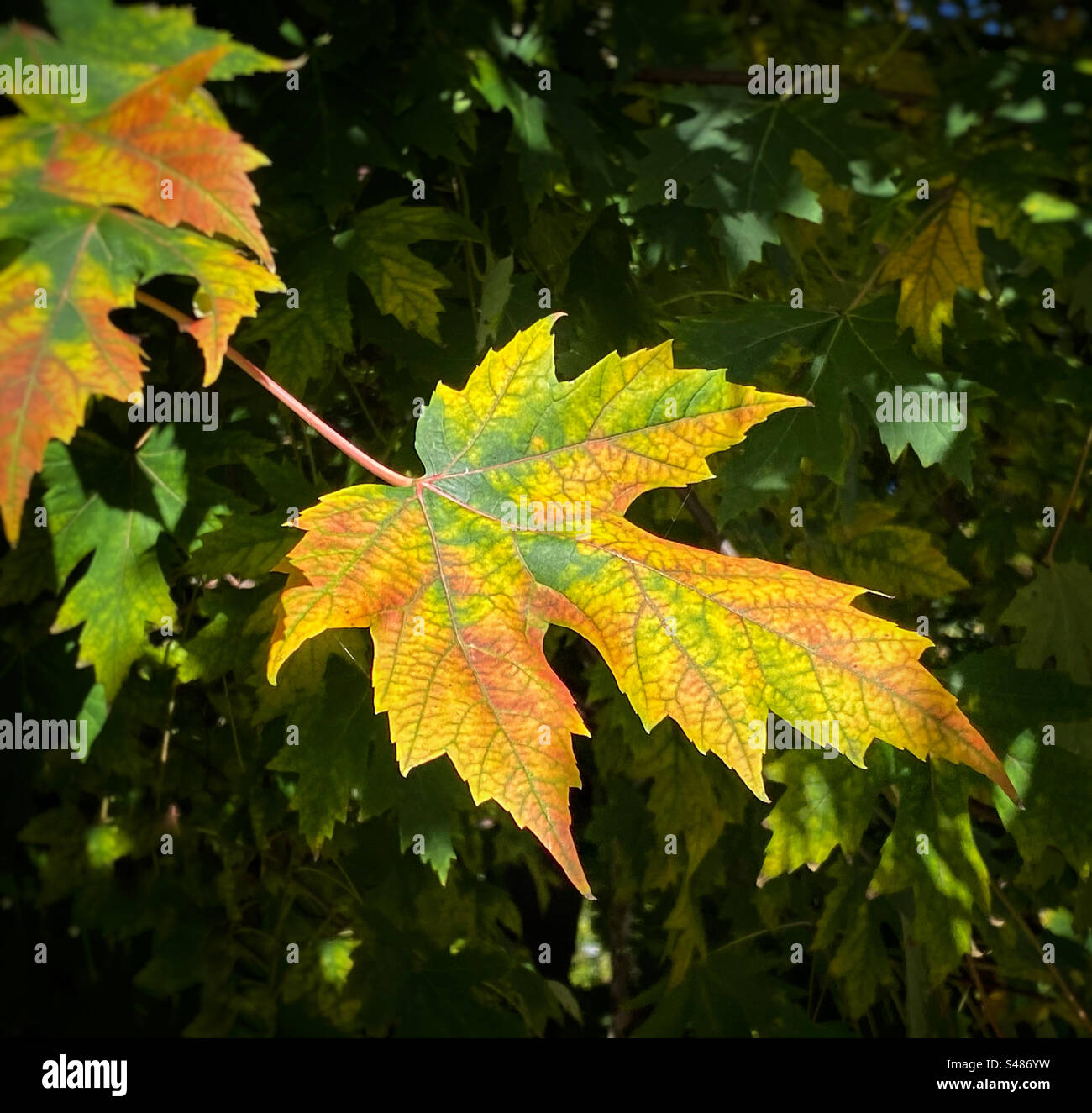 Leaf just beginning to change color in autumn Stock Photo