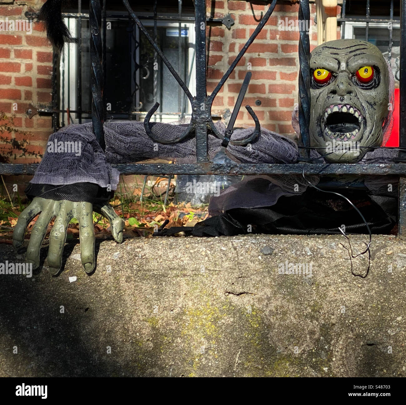 Zombie crawling out of the ground in someone’s front yard Stock Photo