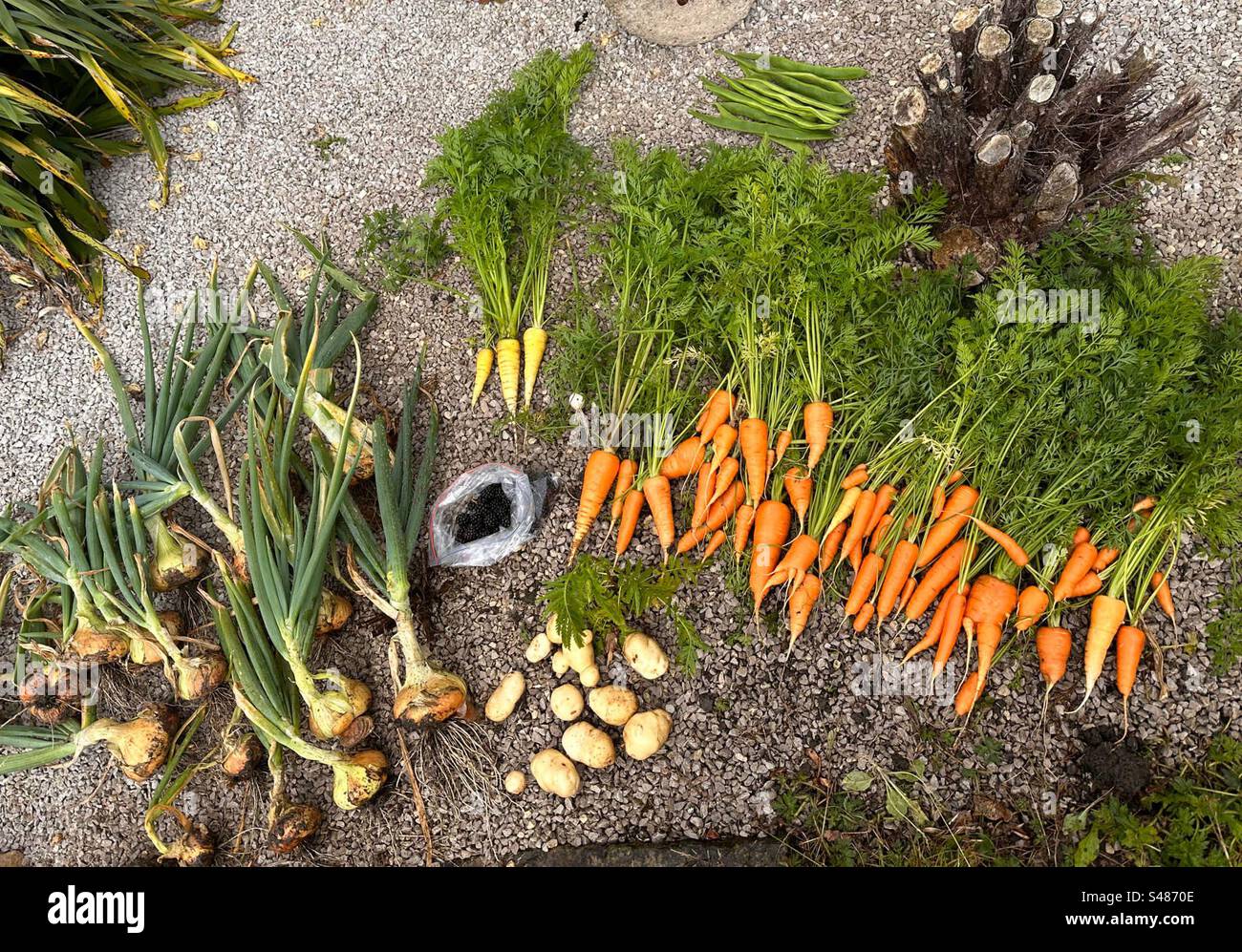 Harvest festival - Smartphone Captured Stock Image