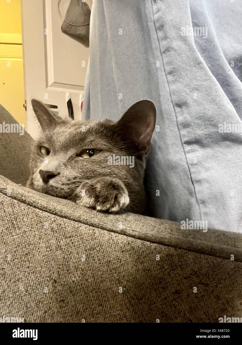 Cat giving the side eye Stock Photo - Alamy