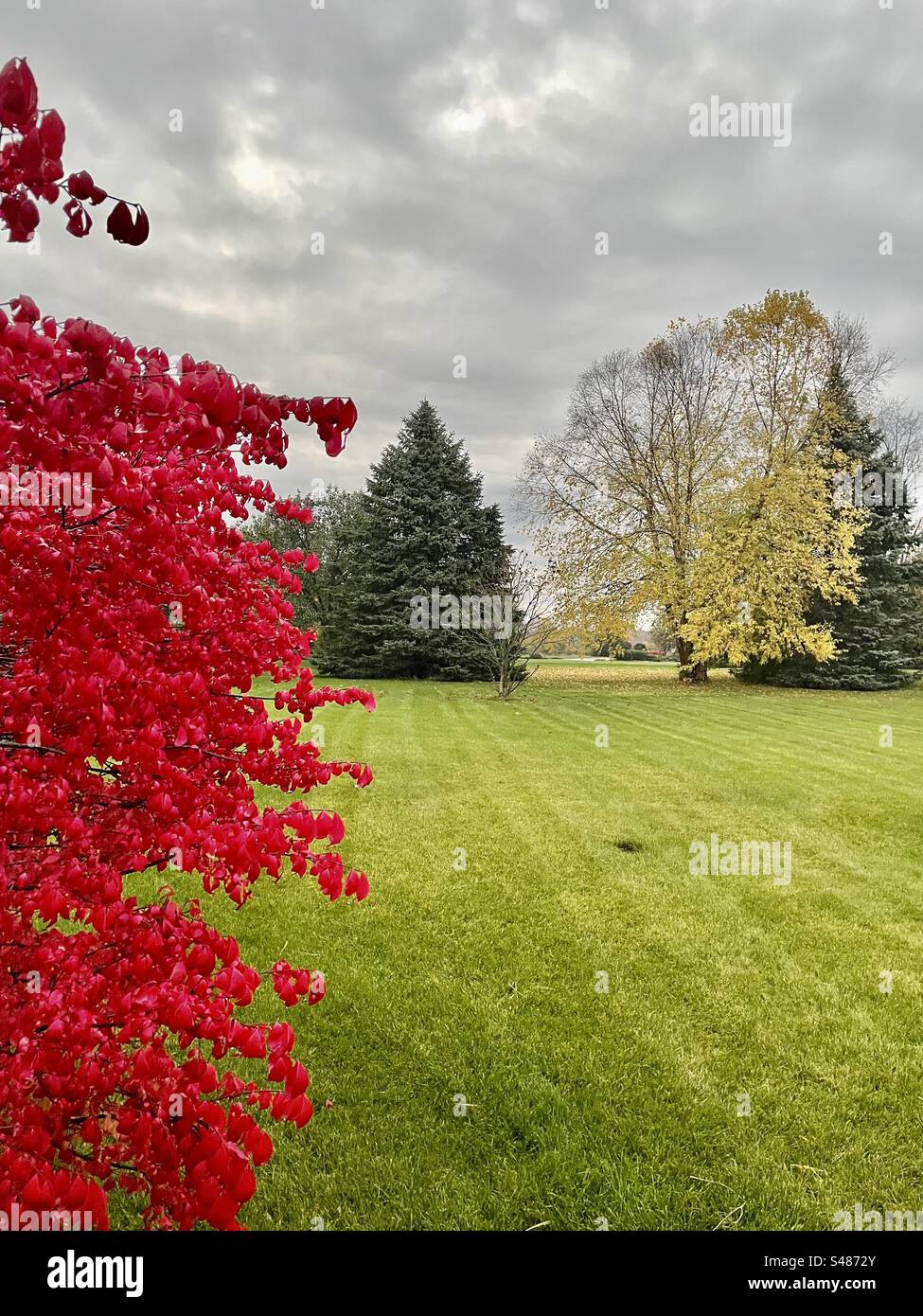 Burning bush - Smartphone Captured Stock Image