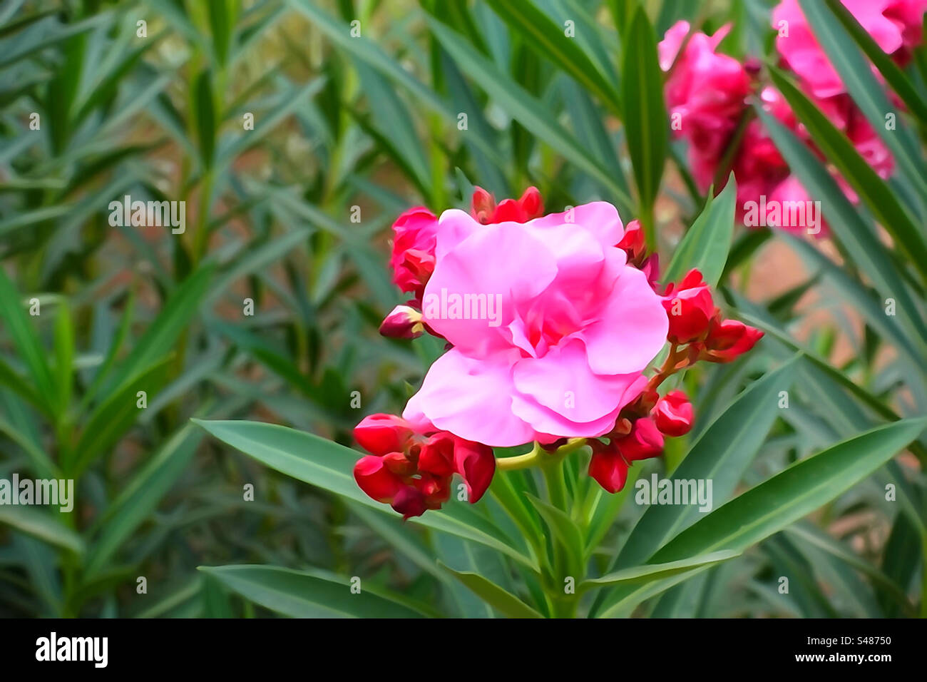 Pink tropical flowers hi-res stock photography and images - Alamy