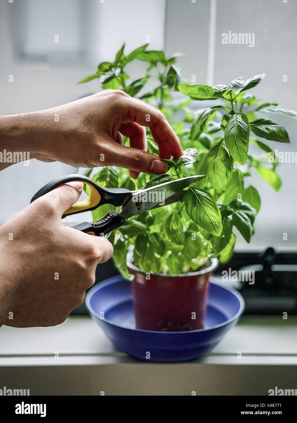 Hands holding a pair of scissors and snipping basil leaves from a basil plant in a pot on the windowsill. Grow your own herbs. Lifestyles. - Smartphone Captured Stock Image