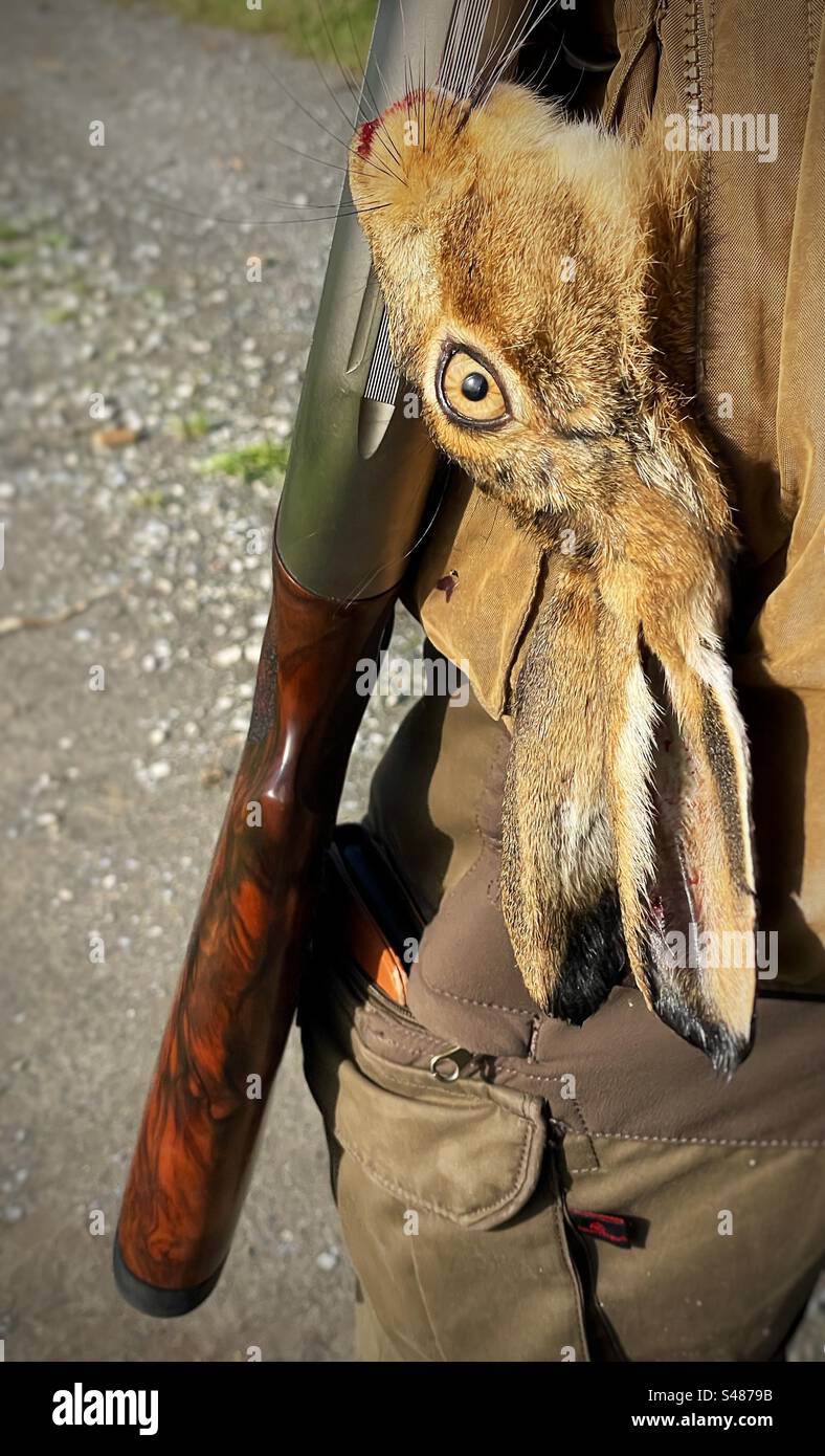 Dead hare in the pouch of a hunter during the hunt Stock Photo