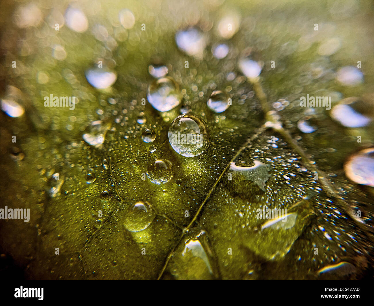 Macro Photogrphy. Macro photo water drops on a leaf Stock Photo