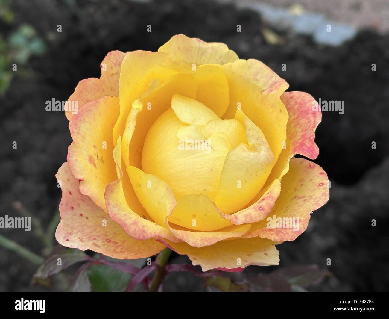A pink tinged yellow rose Stock Photo