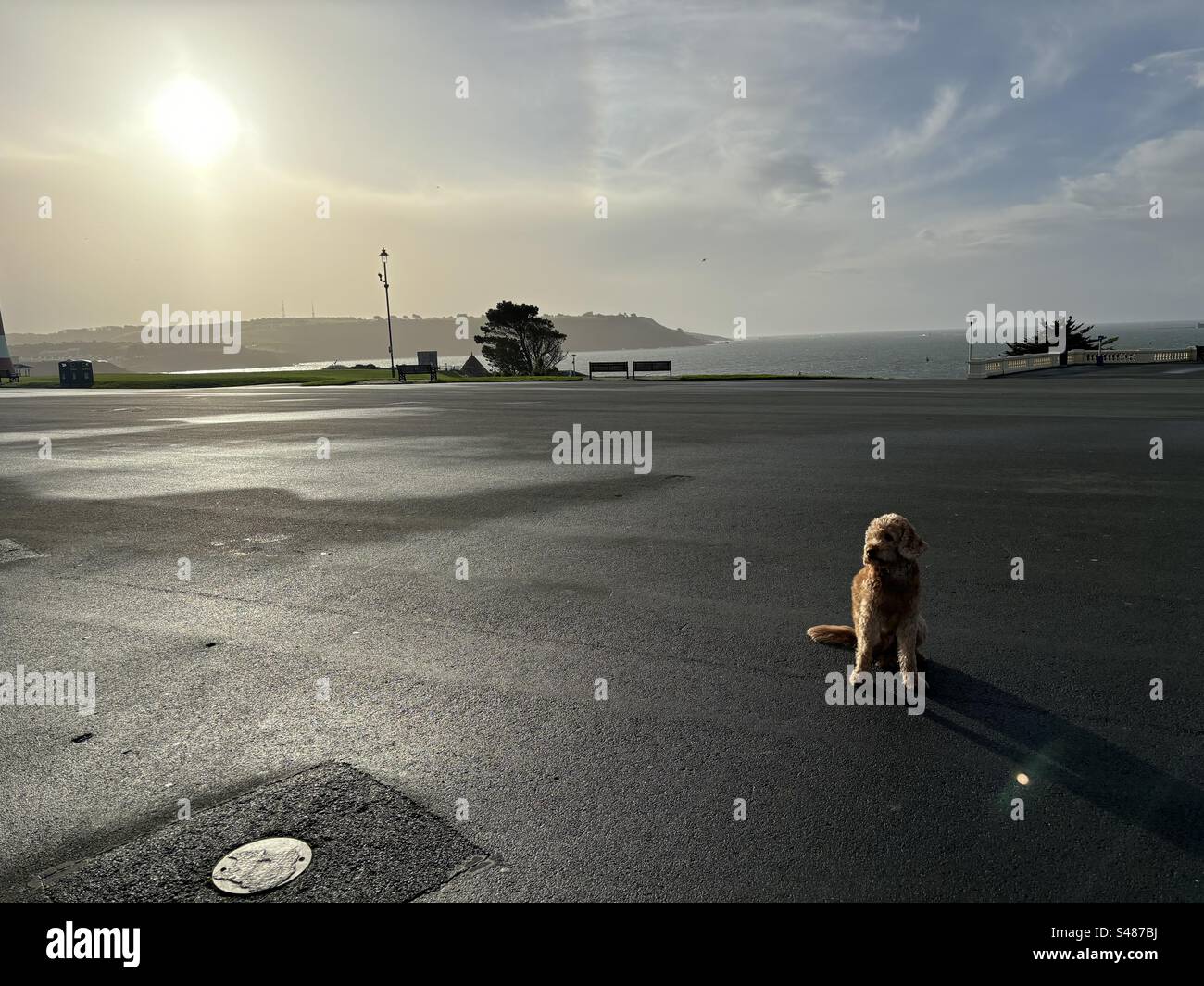 morning-with-dog-hi-res-stock-photography-and-images-alamy