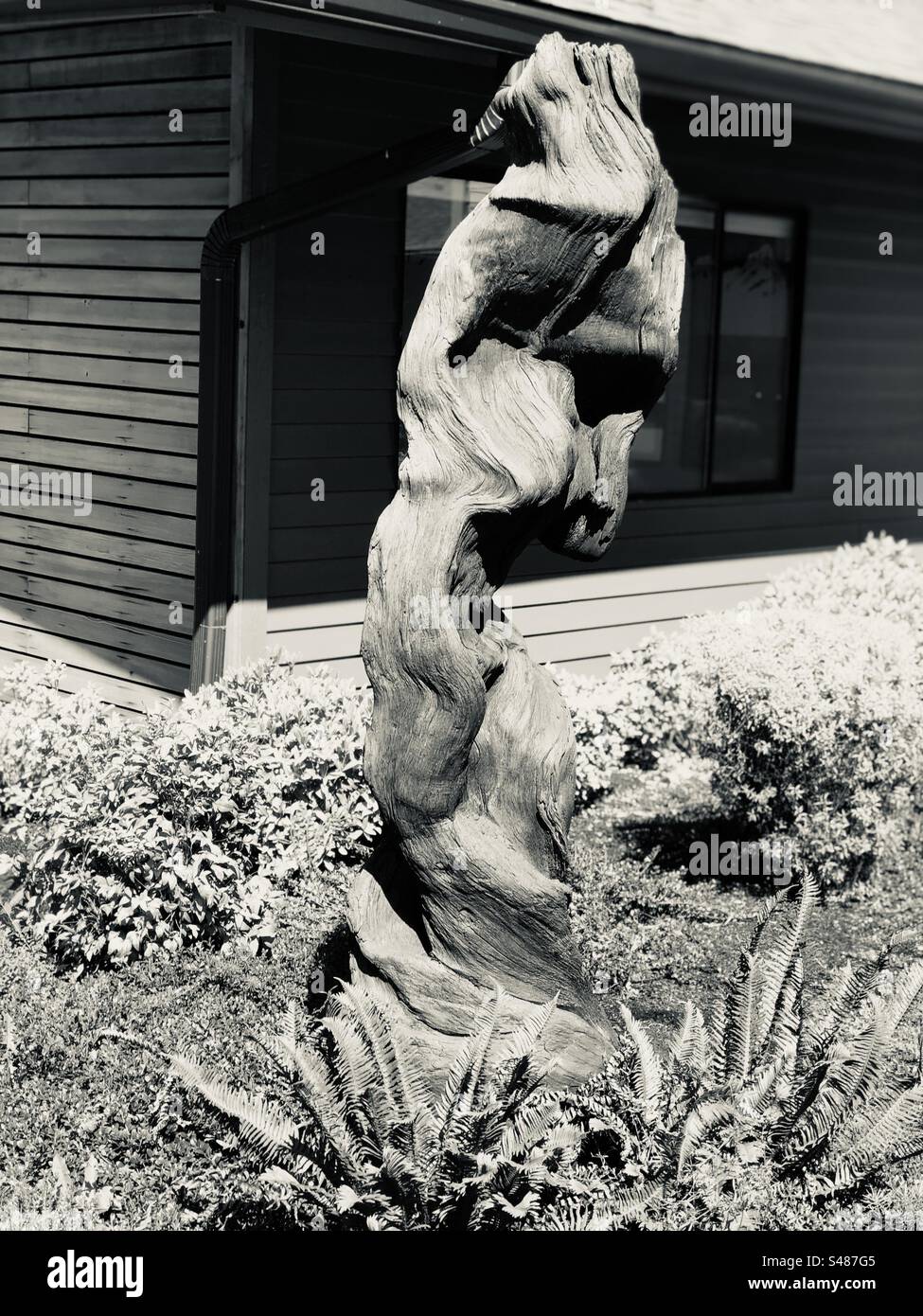 Driftwood Art in Black and White - Smartphone Captured Stock Image