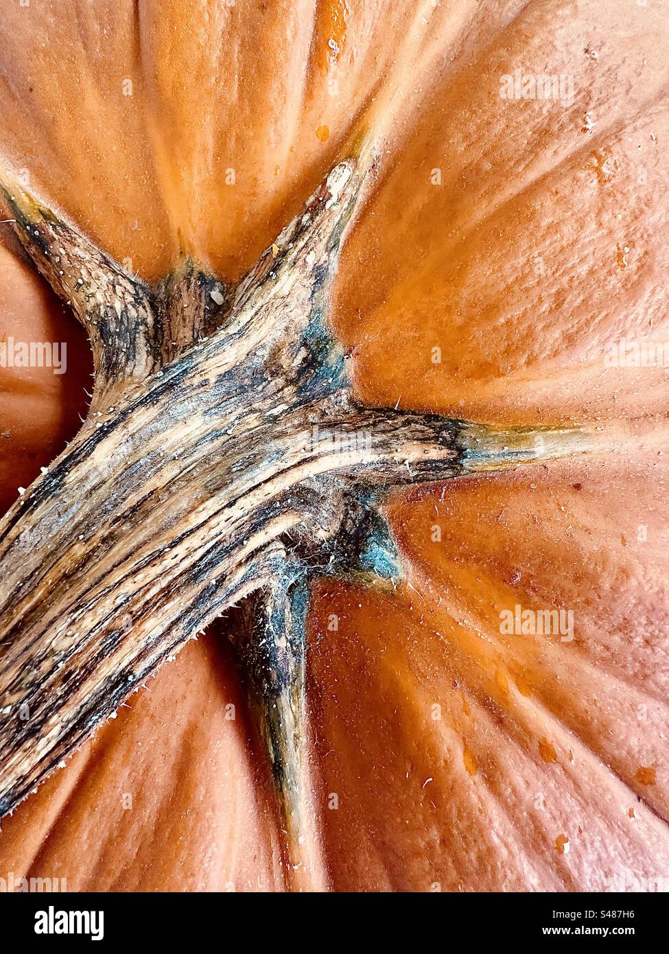 Orange pumpkin and stem up close - Smartphone Captured Stock Image
