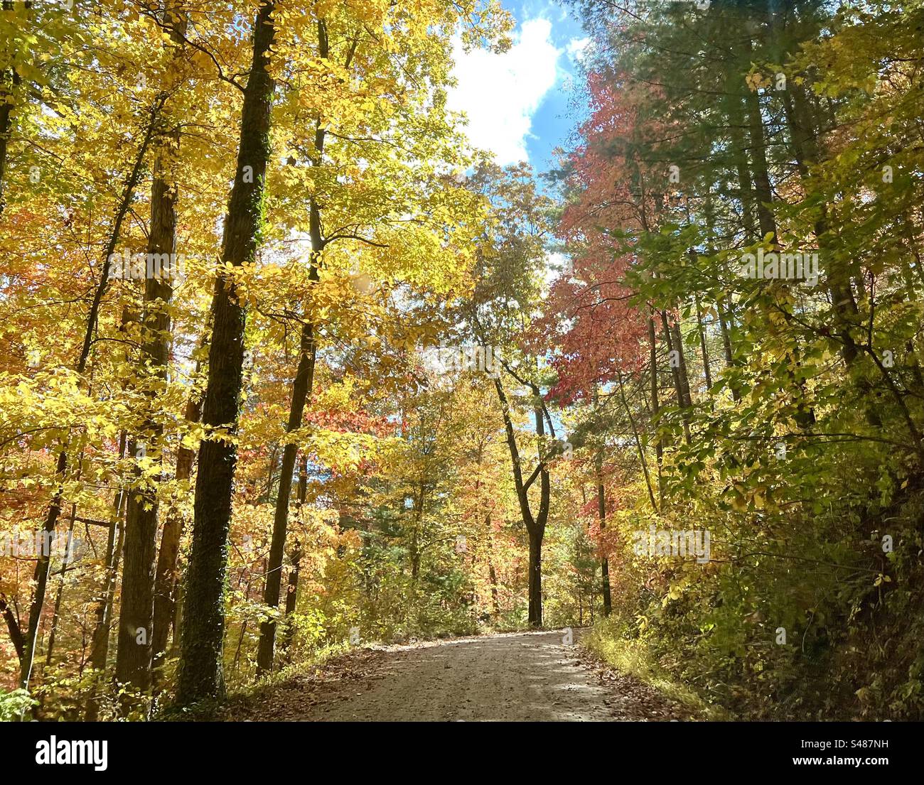 Road with fall foliage in Asheville, North Carolina Stock Photo Alamy