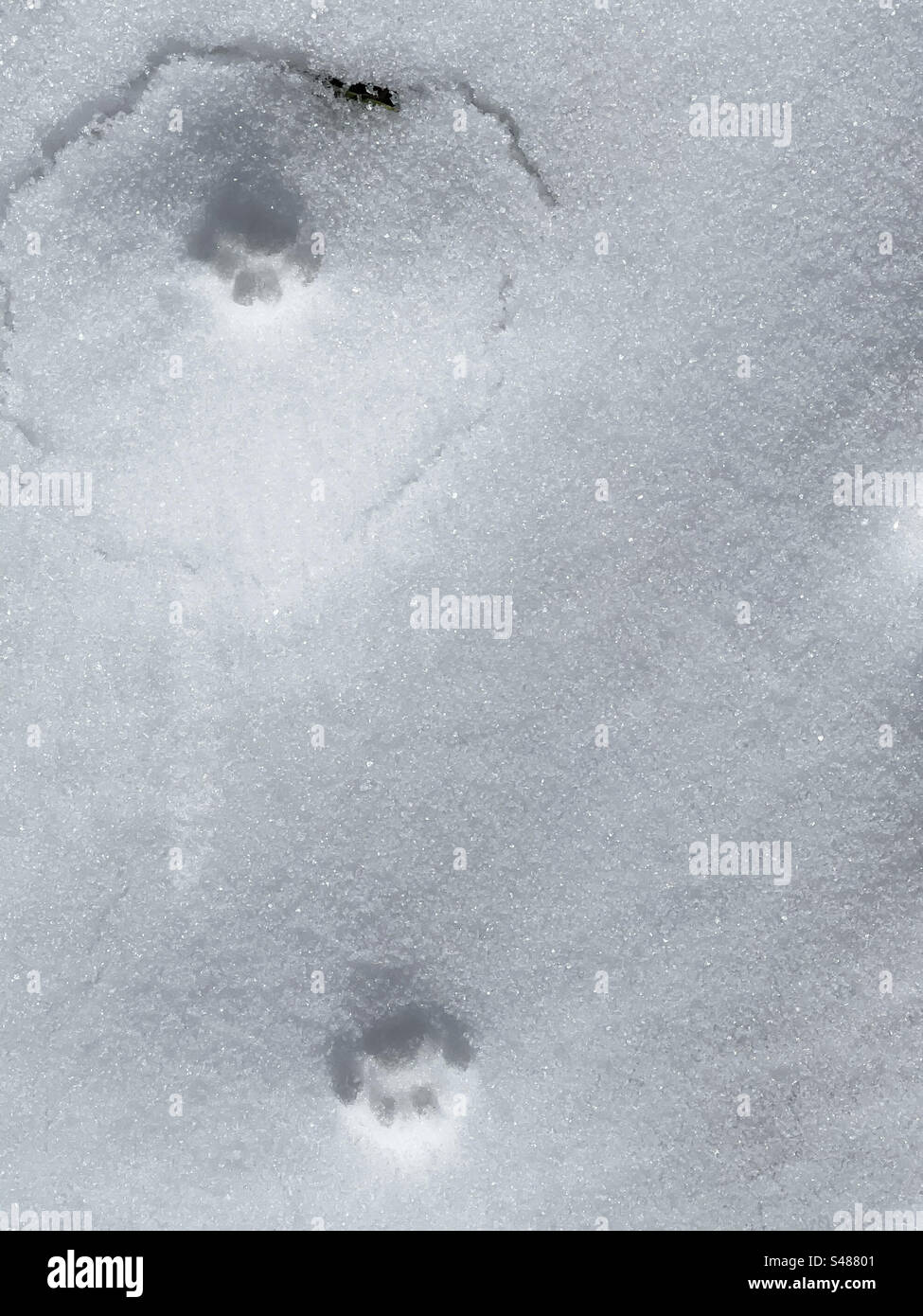 Cat footprints on snow. - Smartphone Captured Stock Image