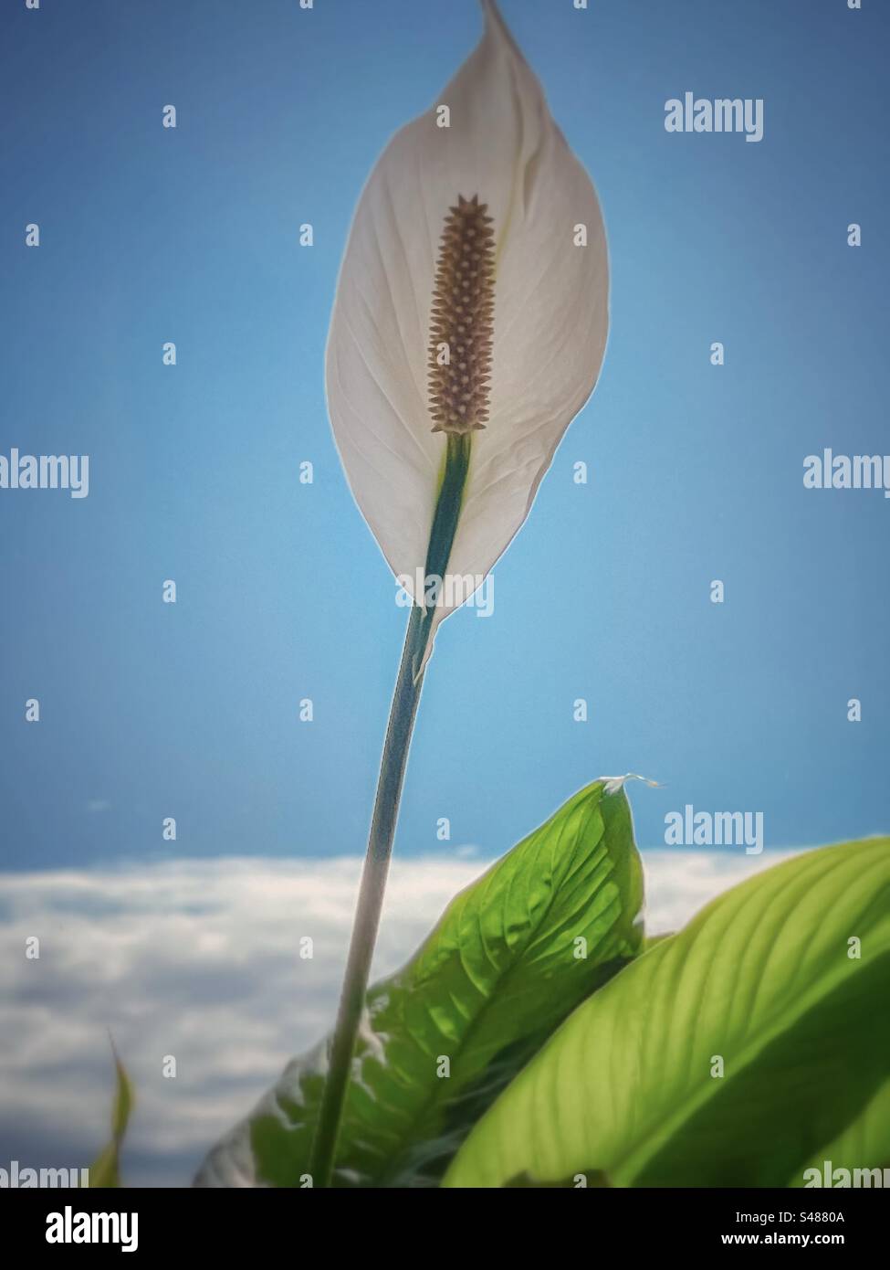 Peace lily flower drifting on sea of white clouds in blue sky. Art. Surreal. Dreamy. Close-up. - Smartphone Captured Stock Image