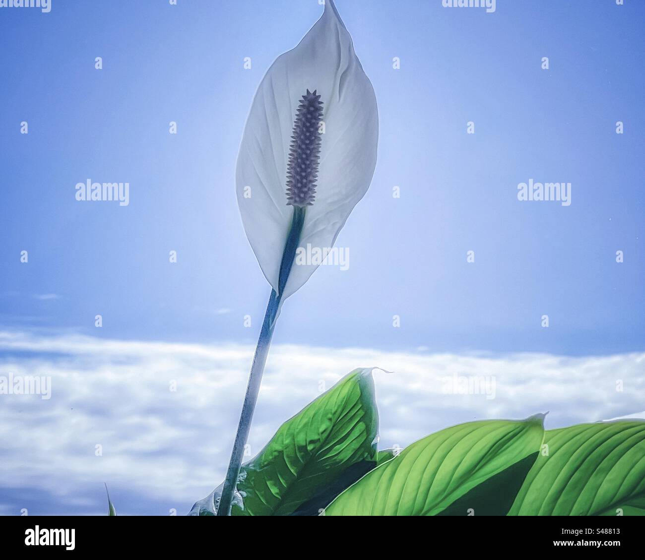 Artistic shot of flowering peace lily/ Spathiphyllum plant against blue sky with bank of white clouds. Surreal. Dreamy. - Smartphone Captured Stock Image