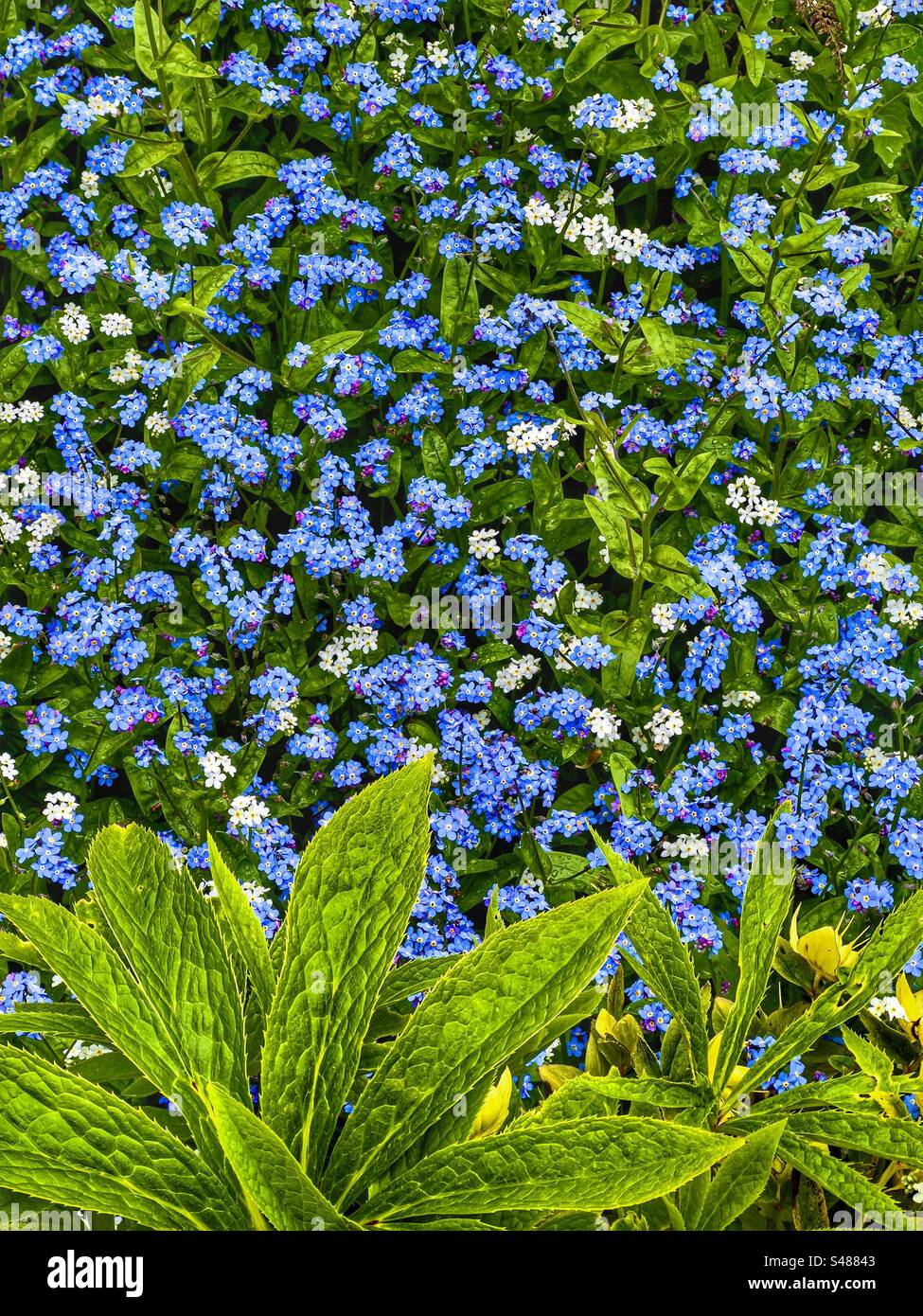 Forget-me-nots myosistis mouse’s ear scorpion grass Stock Photo