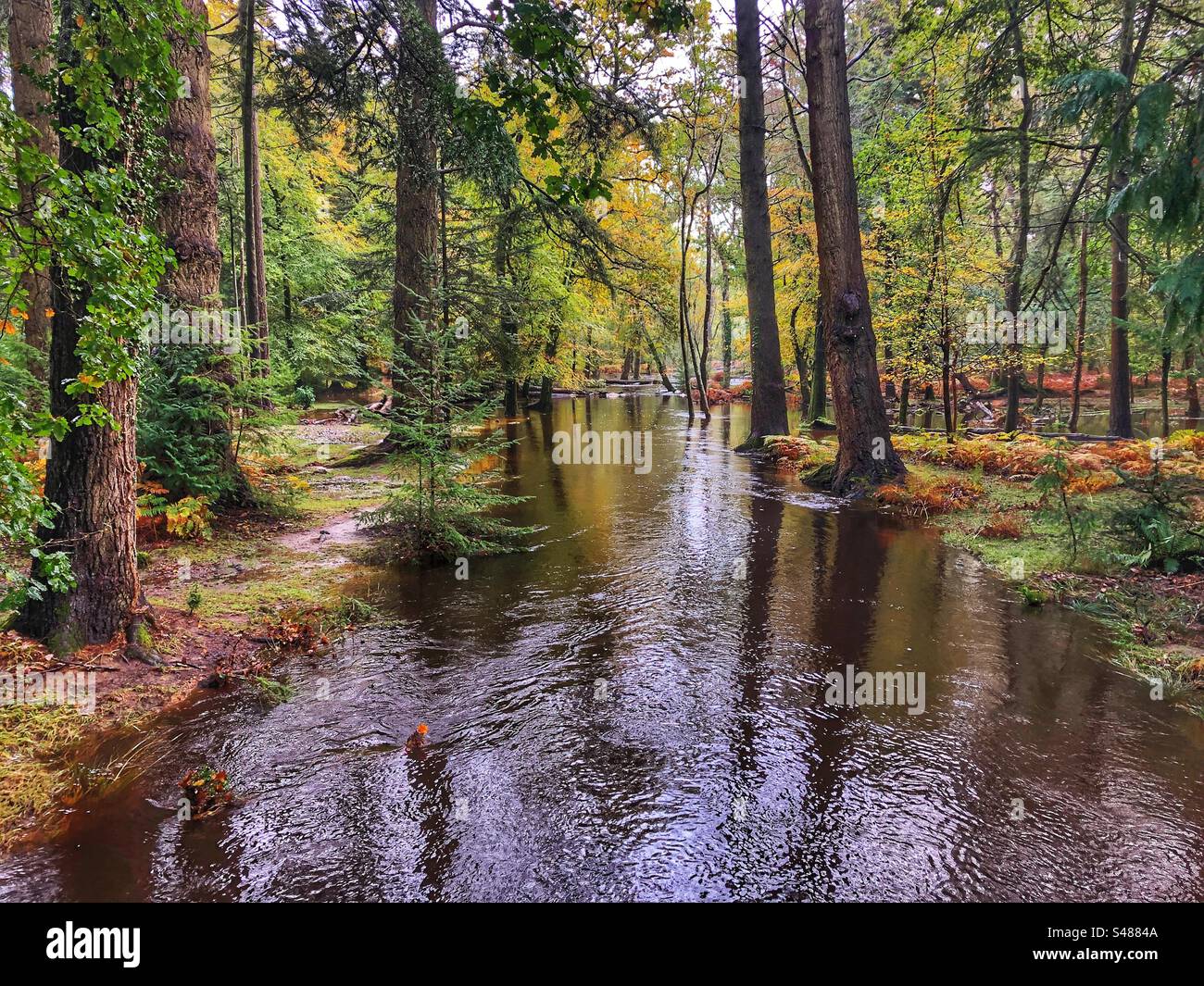 Flooded Blackwater stream in the New Forest National Park - Smartphone Captured Stock Image