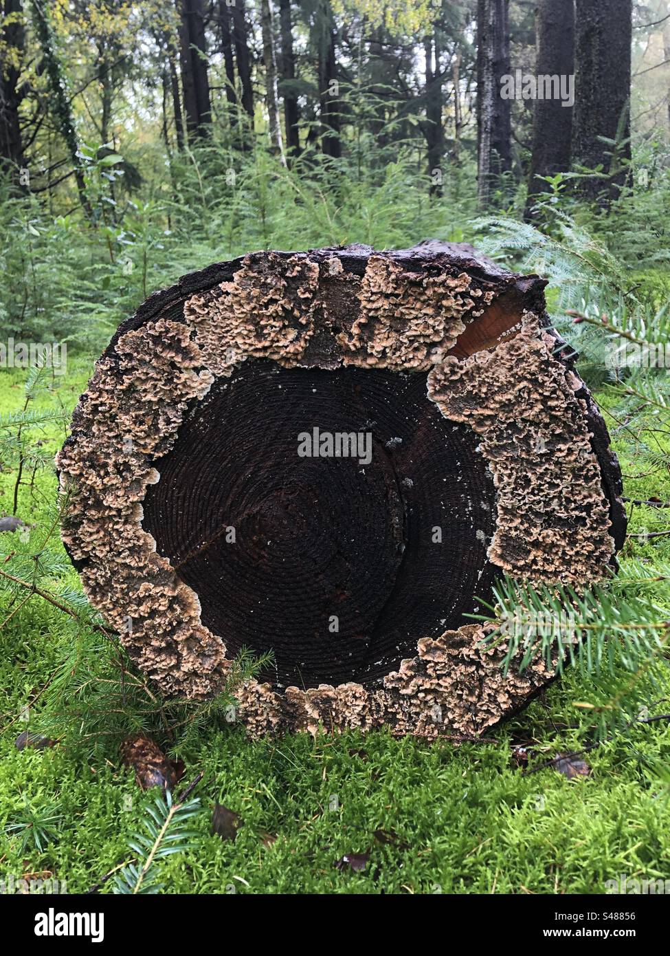 Lichen growing on cut pine tree stump in the New Forest National Park - Smartphone Captured Stock Image