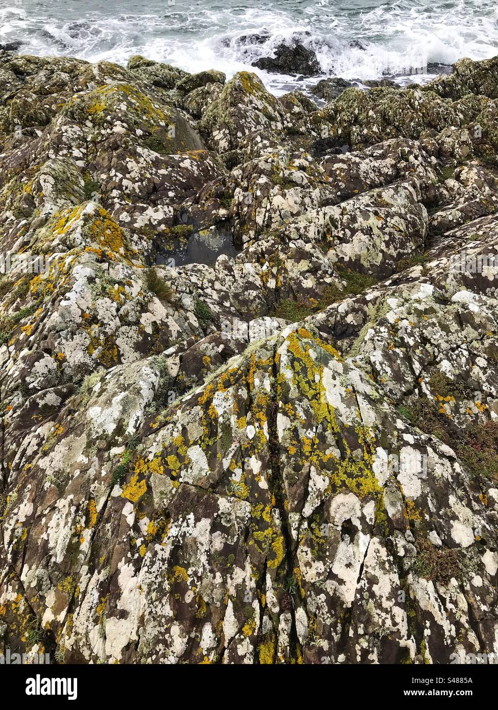 Monreith Wigtownshire Scotland lichen on coastal rocks beside the sea at Luce Bay UK - Smartphone Captured Stock Image
