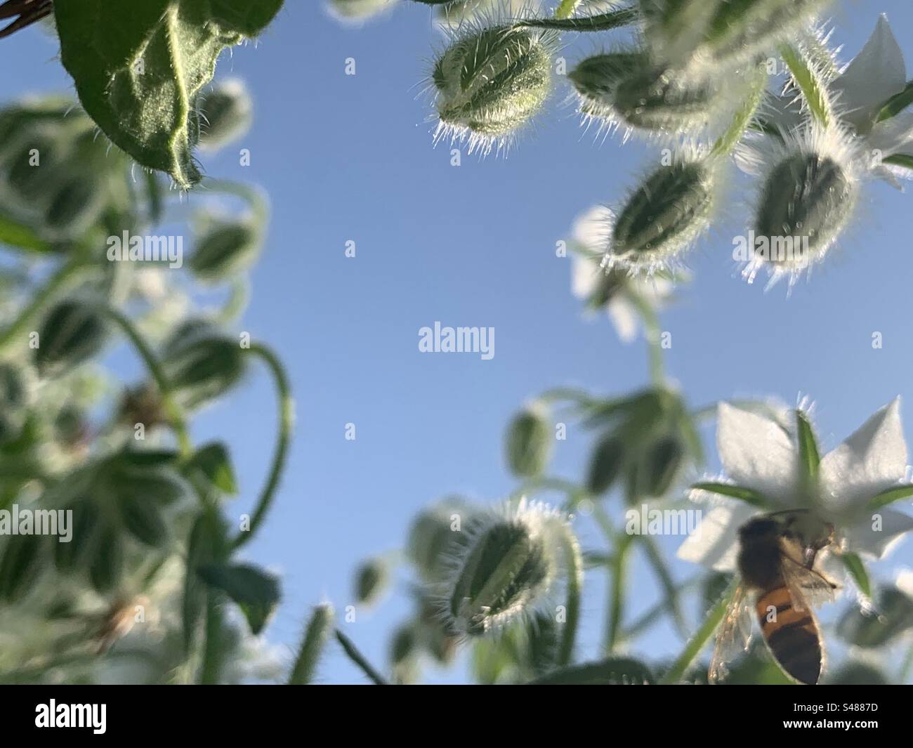 Honey Bee at work Stock Photo - Alamy