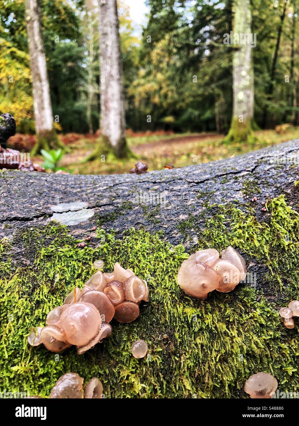 Beech Jelly cup or Jellydisc fungus growing on a fallen beech tree in the New Forest National Park - Smartphone Captured Stock Image