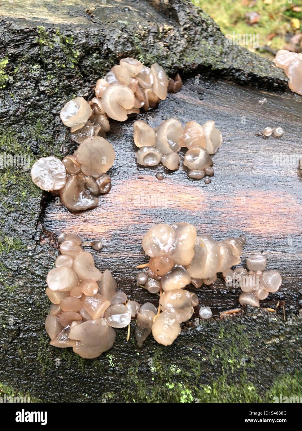 Beech Jelly cup or Jellydisc fungus growing on a fallen beech tree in the New Forest National Park - Smartphone Captured Stock Image