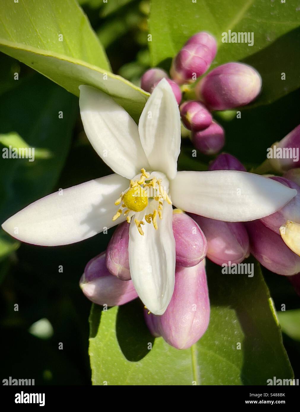 Lemon tree flowers hires stock photography and images Alamy