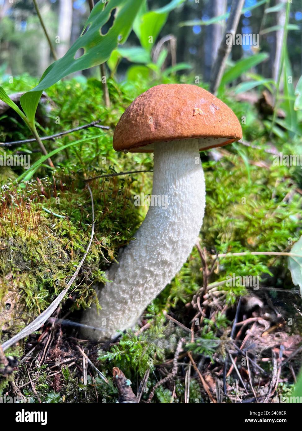 Single young orange cap Leccinum aurantiacum red-capped scaber stalk birch bolete boletus fungi fungus with curved stipe stalk growing under the fallen rotten tree trunk with moss on it - Smartphone Captured Stock Image