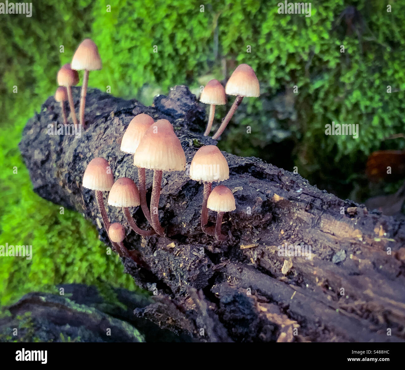 Hymenogastraceae mushrooms of rotting wood with moss - Smartphone Captured Stock Image