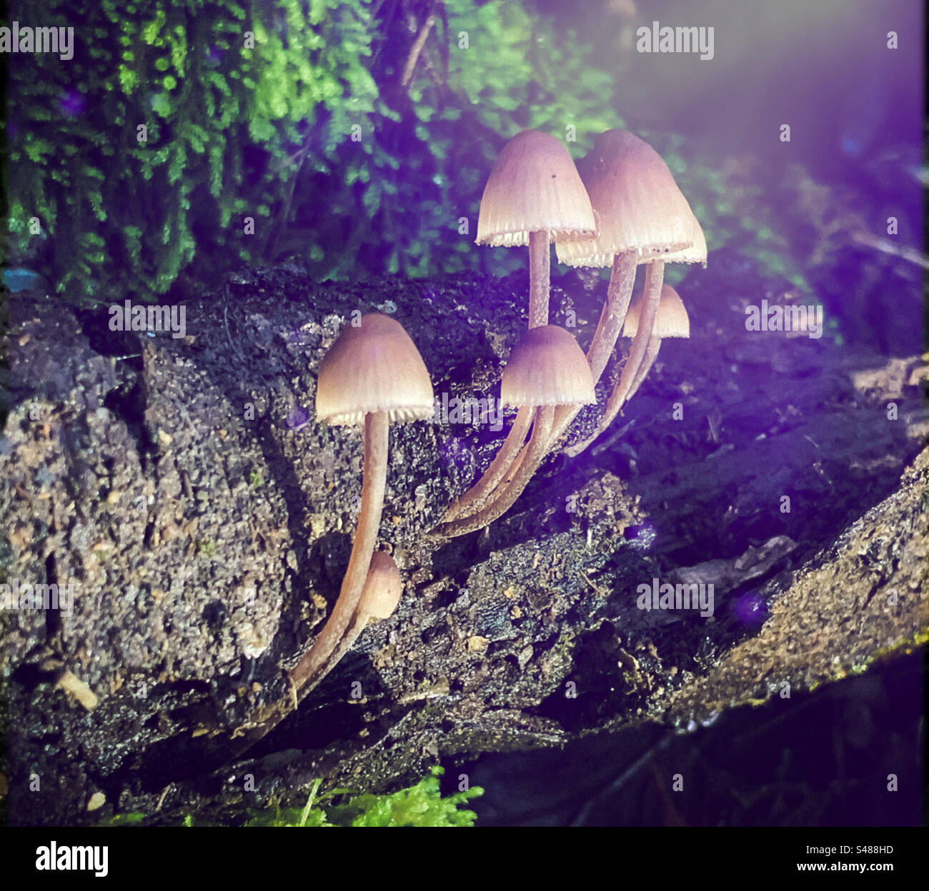 Hymenogastraceae mushrooms of rotting wood with moss - Smartphone Captured Stock Image