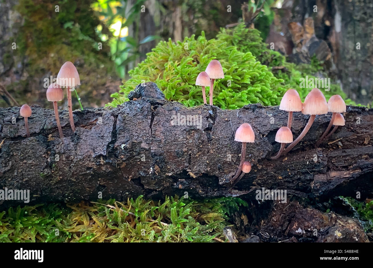 Hymenogastraceae mushrooms of rotting wood with moss - Smartphone Captured Stock Image