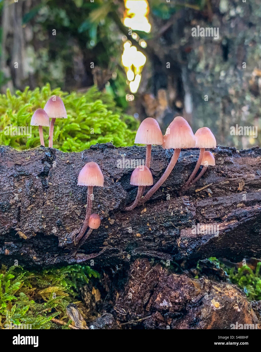 Hymenogastraceae mushrooms of rotting wood with moss - Smartphone Captured Stock Image