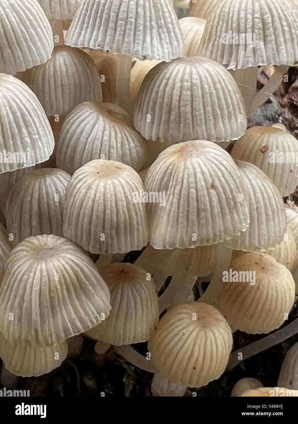 White Fairy Inkcap fungi, Coprinellus Disseminatus, Coprinus Disseminatus, growing on dead tree wood - Smartphone Captured Stock Image