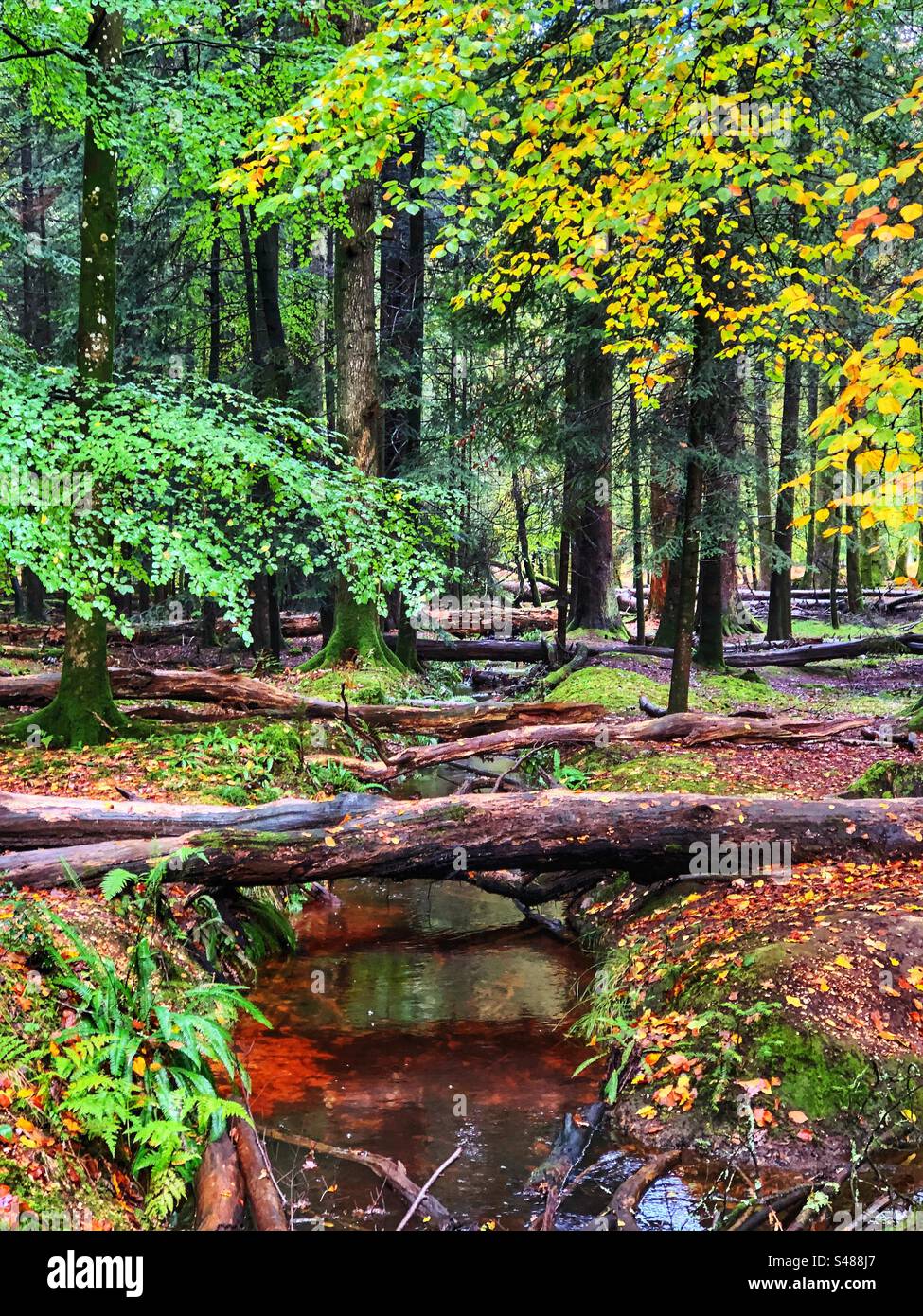 Fallen trees over New Forest Stream in Autumn - Smartphone Captured Stock Image