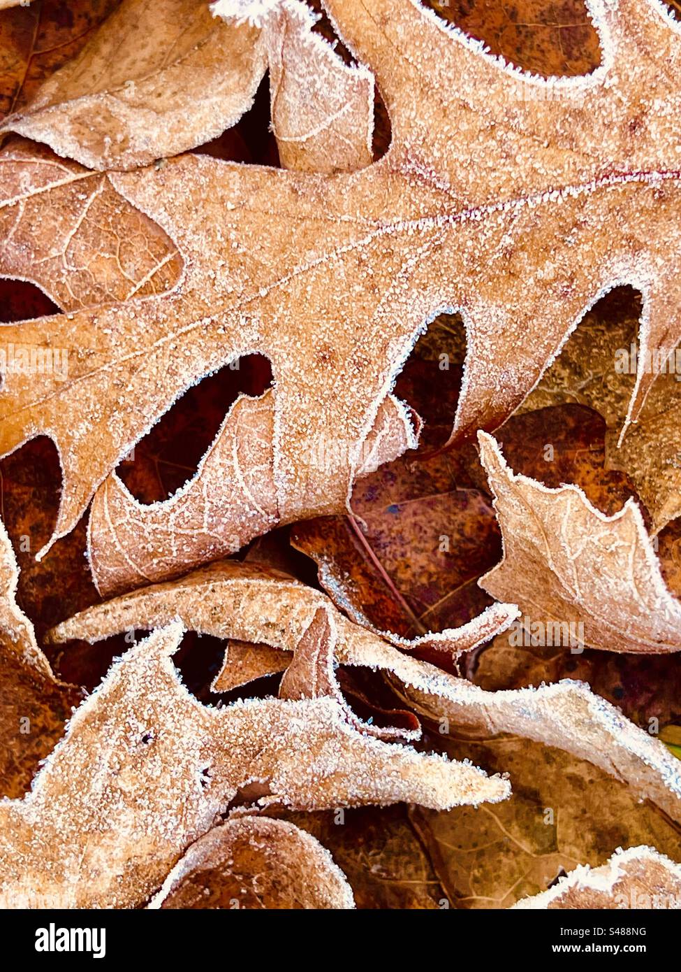 Fallen oak leaves lightly covered in morning frost - Smartphone Captured Stock Image