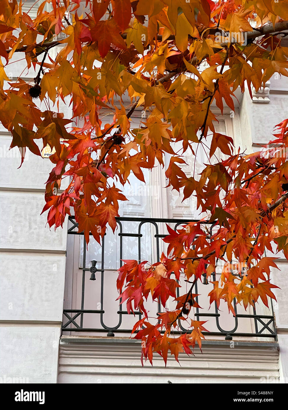 Autumn leaves. - Smartphone Captured Stock Image