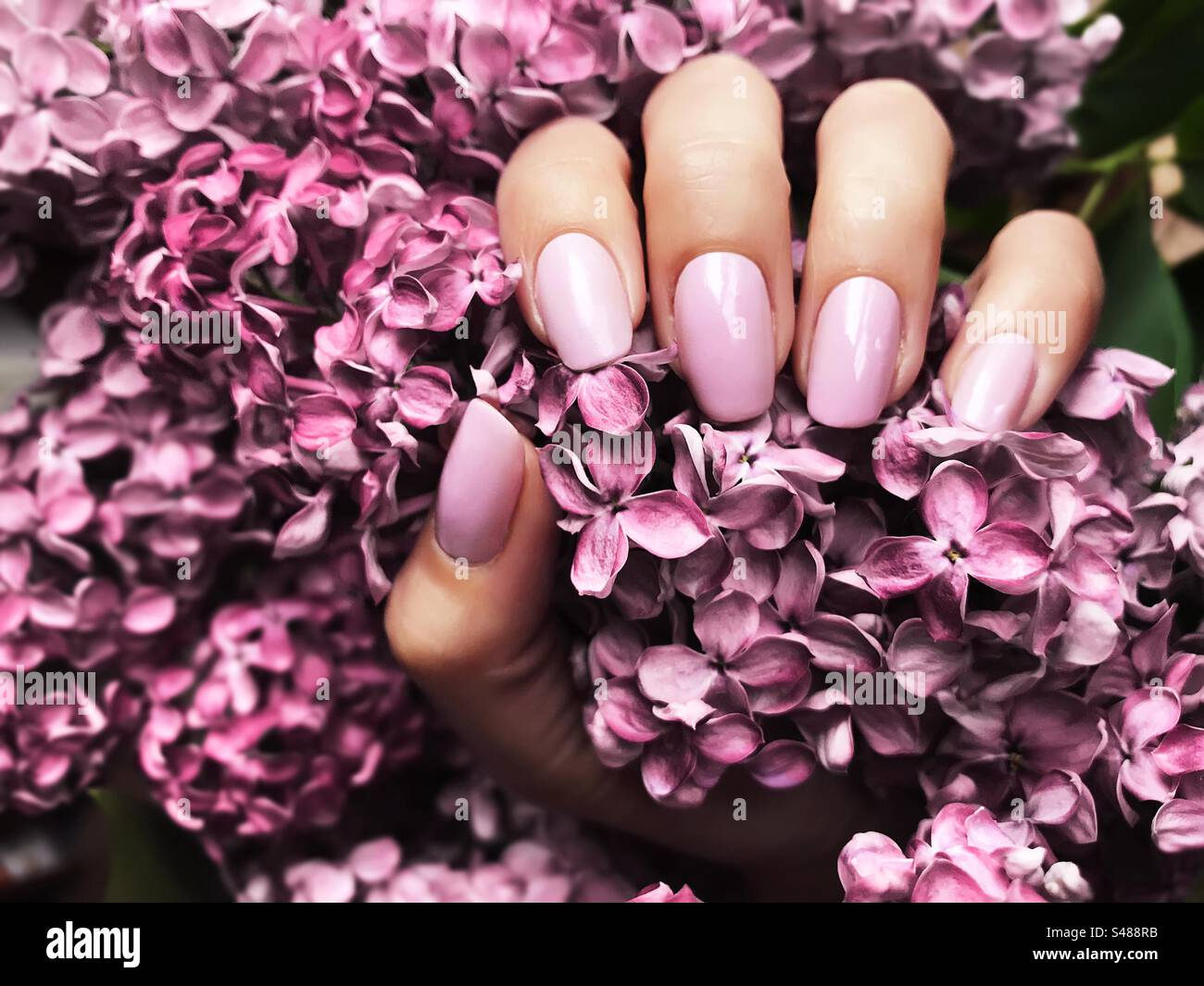 Pink manicure and pink flowers - Smartphone Captured Stock Image