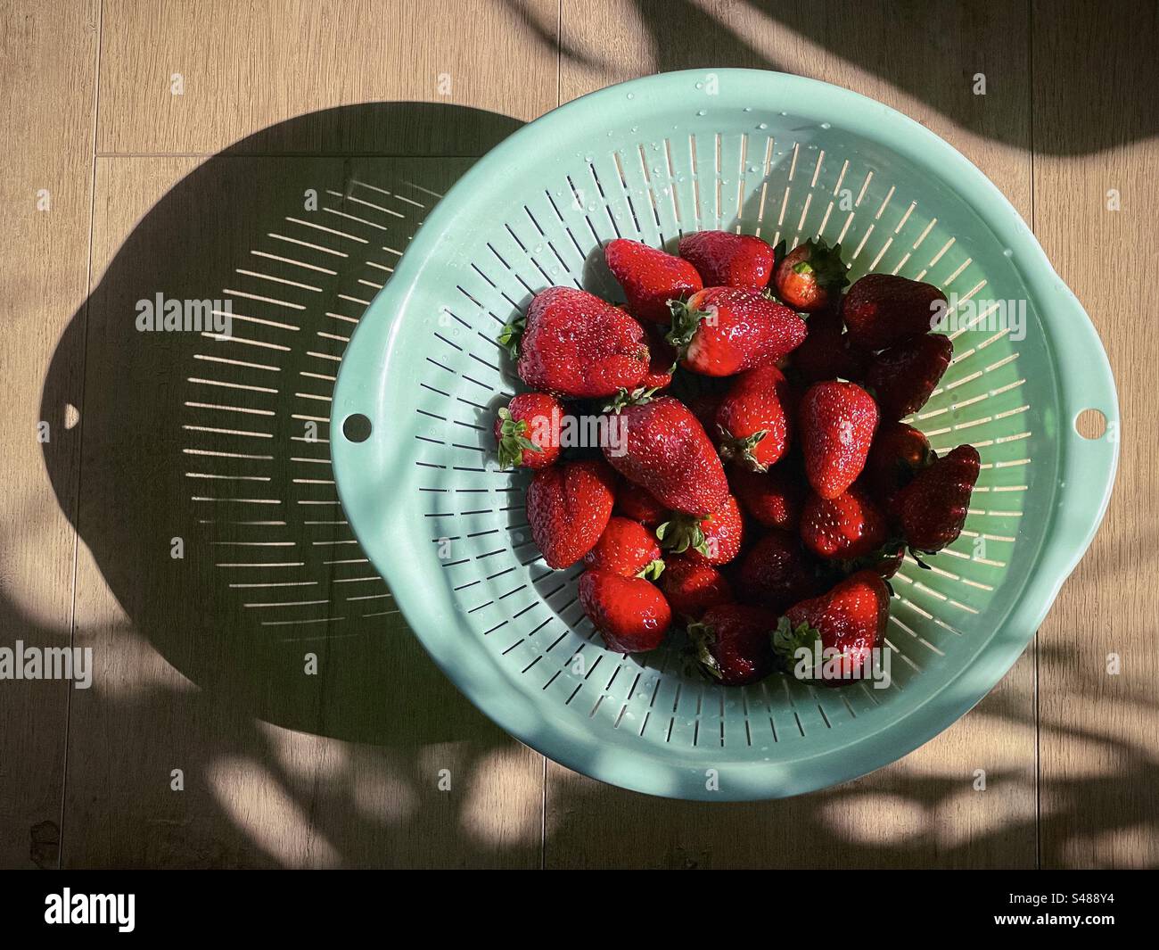 Directly above view of freshly washed, ripe, juicy strawberries in green colander on wooden table in sunlight with strong shadows. Healthy eating. - Smartphone Captured Stock Image