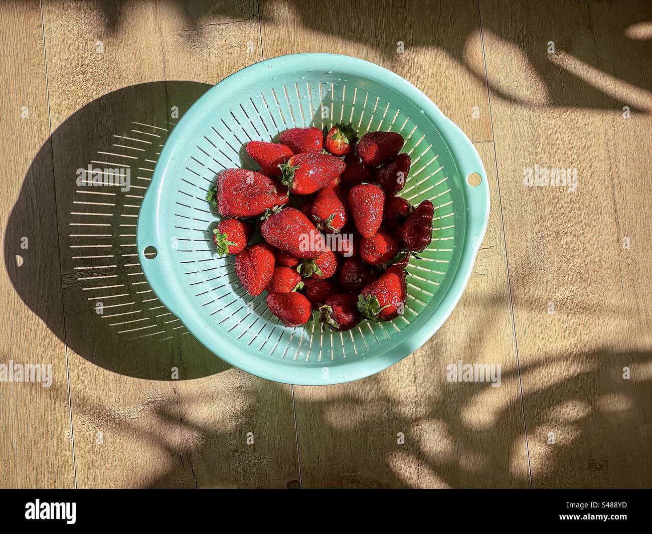 Directly above view of freshly washed, ripe, juicy strawberries in green colander on wooden table in sunlight with strong shadows. Healthy eating. Antioxidants. Copy space. - Smartphone Captured Stock Image