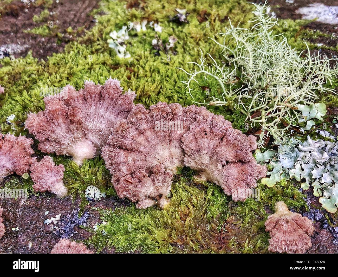Splitgills fungus  Schizophyllum Commune) growing on a fallen beech tree in Blackwater, New Forest National Park Hampshire United Kingdom - Smartphone Captured Stock Image