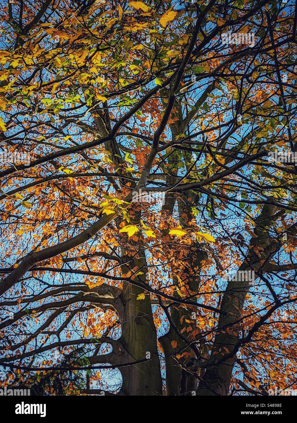 Beech and plane trees with the last of their leaves waiting to fall Platanus Fagus sylvatica Stock Photo