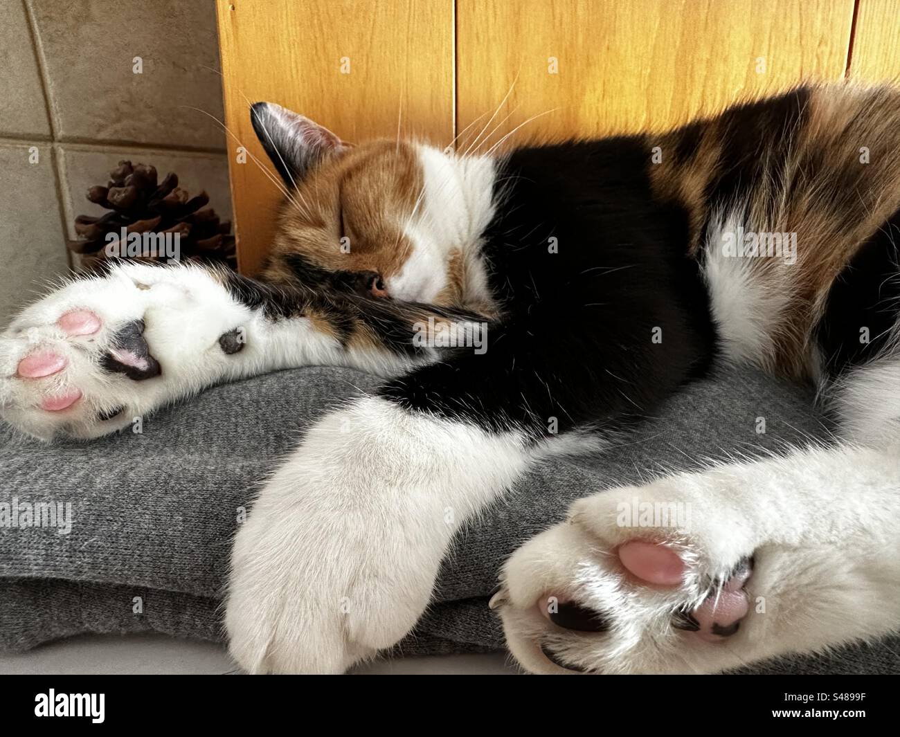 Sleeping cat - Smartphone Captured Stock Image