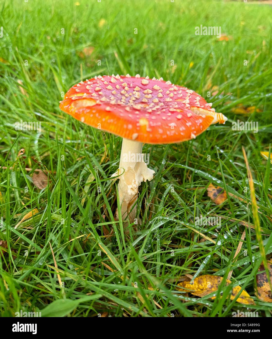 Amanita muscaria, commonly known as the fly agaric or fly amanita. - Smartphone Captured Stock Image