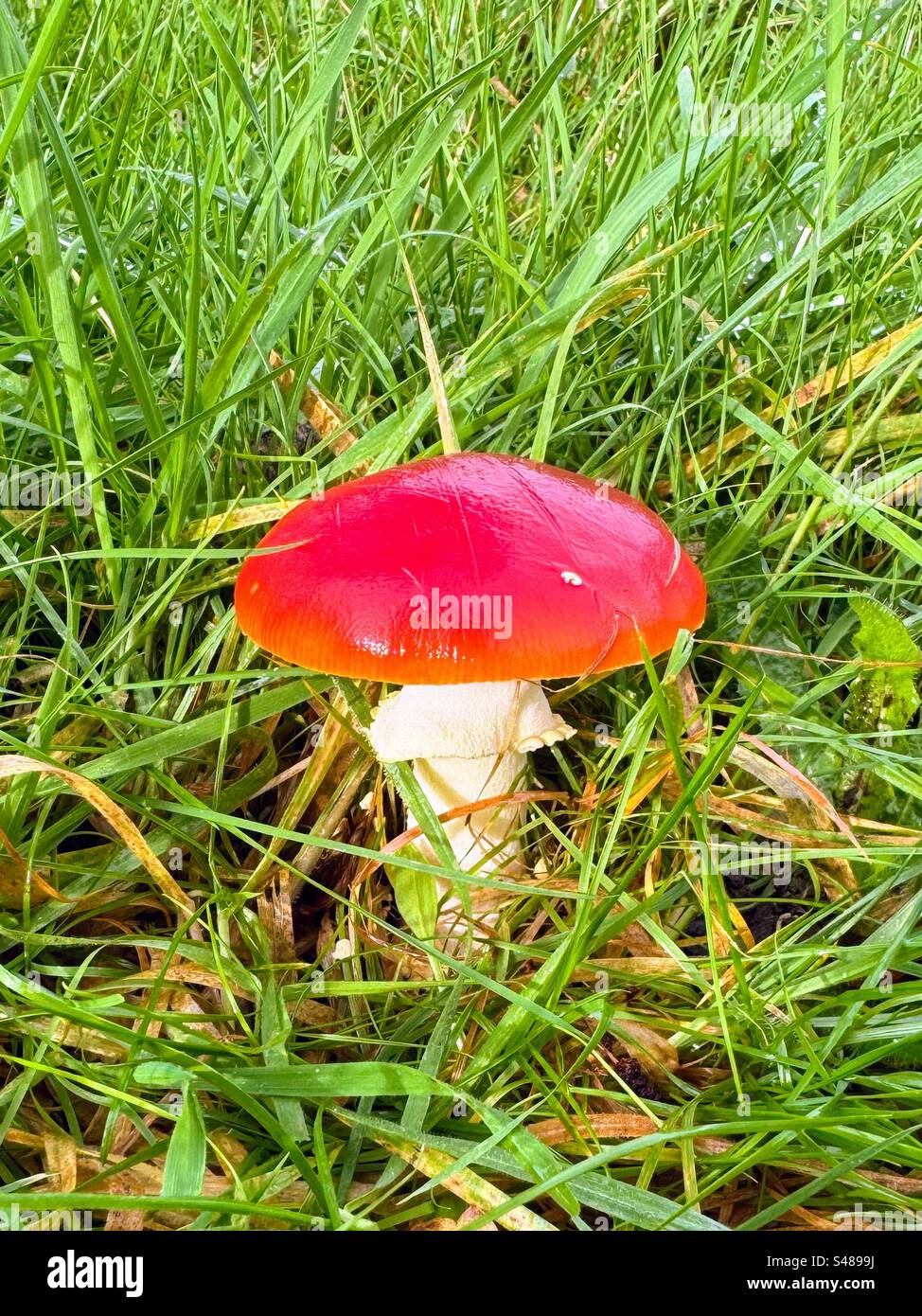 Young Amanita muscaria, commonly known as the fly agaric or fly amanita, a basidiomycete in grass on the ground - Smartphone Captured Stock Image