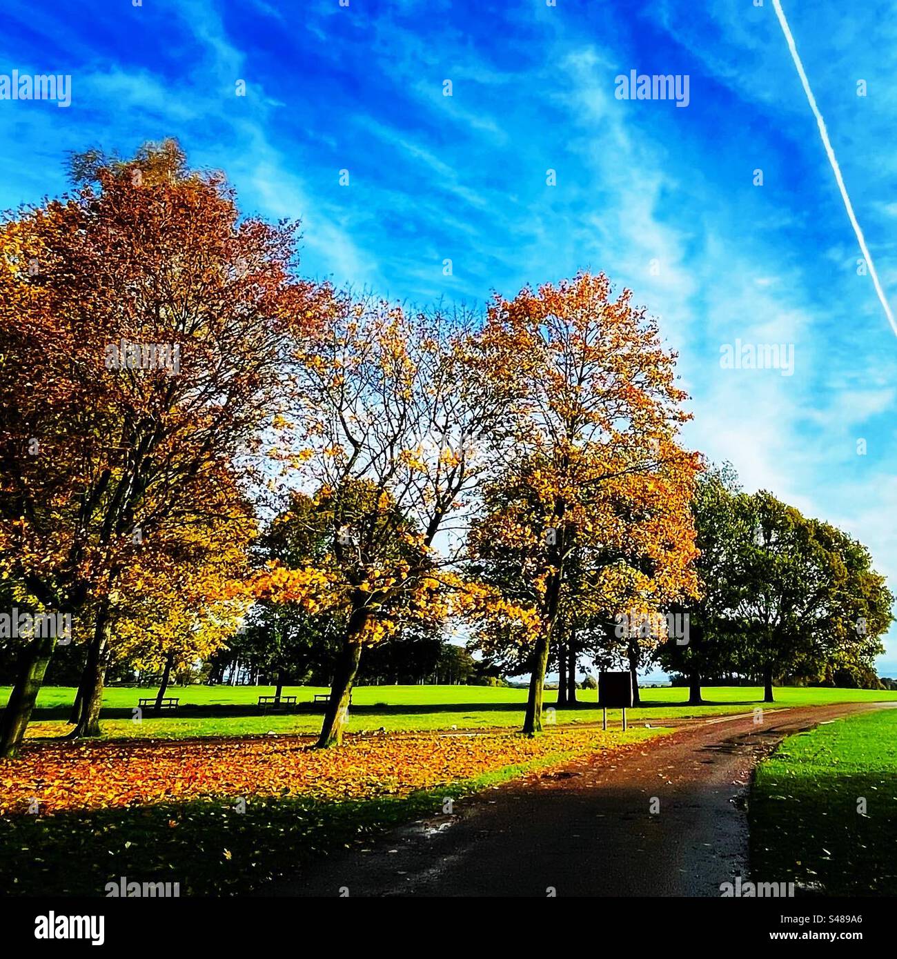 Autumn scene with trees with leaves turning colour and dropping on a blue Sky morning in Tatton Park Knutsford Cheshire Stock Photo